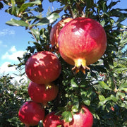 Granado Wonderful – Frutos vibrantes que llenan tu jardín de vida y salud